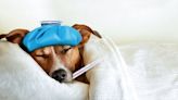 How Contagious Is the Dog Flu, and Should This Be Concerning to Pet Owners? Here’s What You Need To Know