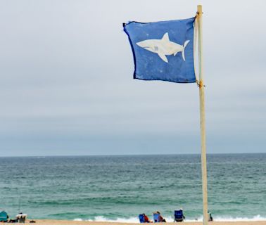 Great white sharks spotted off multiple Cape Cod beaches ahead of 4th of July weekend