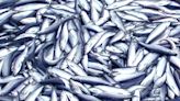 New England fishermen sentenced in complex herring fraud case