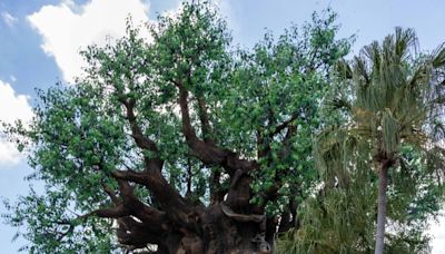 Star sighting: Hayley and Derek Hough at Disney’s Animal Kingdom