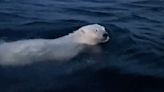 Watch: Swimming polar bear a ‘beautiful sight’ to man passing in boat