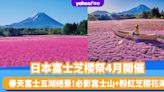 日本旅遊｜富士芝櫻祭4月開催！春天富士五湖絕景 必影富士山+粉紅芝櫻花海 附購票連結