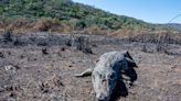 Como o fogo atinge de forma devastadora áreas alagadas no Pantanal