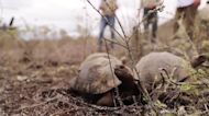 Ecuador releases dozens of turtles in conservation effort