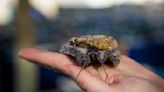 A curious South African sea snail is a prized dish in Asia. That has meant a trail of destruction