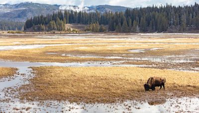 Bison gores 71-year-old woman at Yellowstone. It’s the second attack in three days