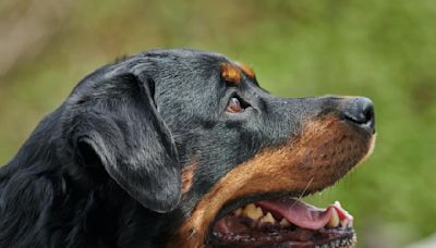 Cool Video Shows What Different Dog Breeds Looked Like 100 Years Ago Versus Now