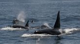 Scientists say these killer whales are distinct species. It could save them