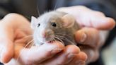 Comment détecter la présence de rats chez soi ?