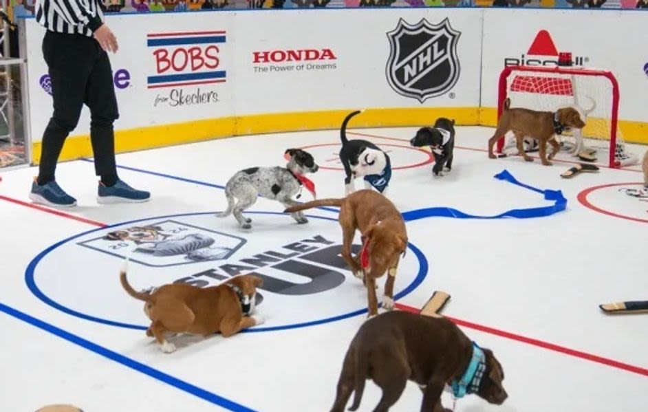 NHL Pairs This Year's Championships With The First-Ever 'Stanley Pup'