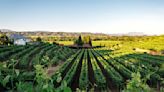 Wine Lovers Can Still Get a Taste of the Real Sonoma at These Family-Owned Wineries