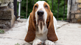 Basset Hound Cops an Attitude When Mom Catches Him with Stolen Potato