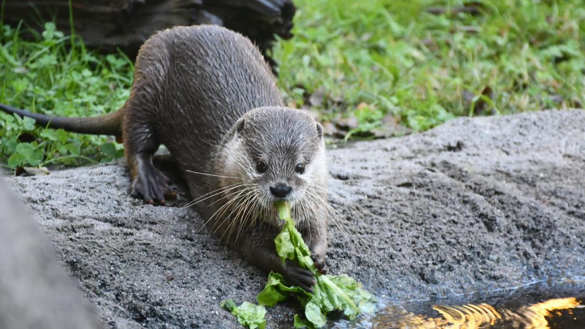 Asian small-clawed otter named Alana dies at the Virginia Zoo