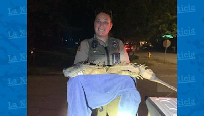 Iguana de cinco pies de largo atrapada deambulando por vecindario de Raleigh - La Noticia