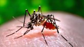 Off the news: Remain vigilant about dengue virus spread