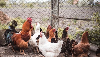 CDC warns again of salmonella tied to backyard poultry