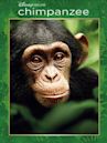 Chimpanzee (film)