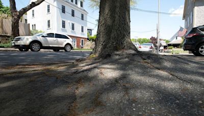 Manchester-by-the-Sea: Effort made to protect some shade trees