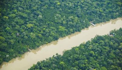 Amazônia e Pará registram queda de mais de 60% no desmatamento nos dois últimos anos, diz MapBiomas