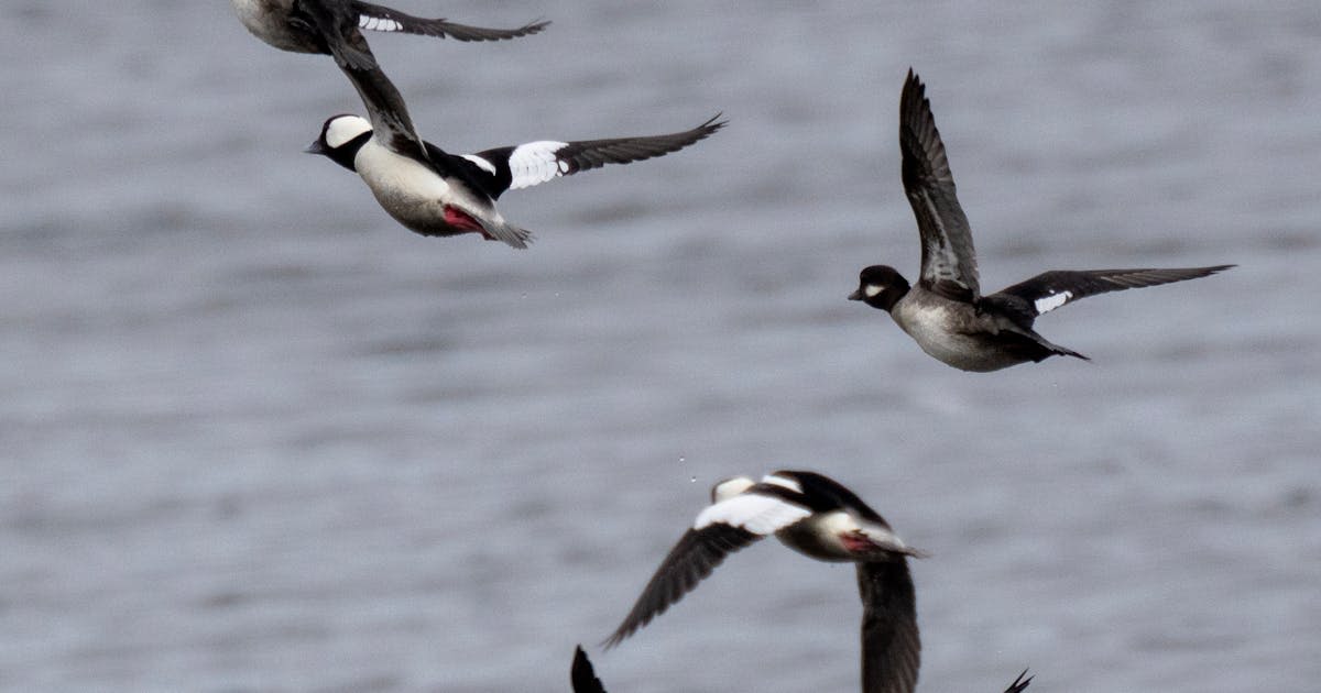 5 things to know about the Mississippi Flyway as spring bird migration begins