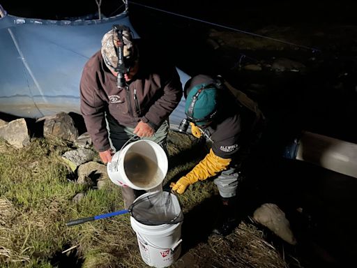 What Canada can learn from Maine's approach to the lucrative baby eel fishery