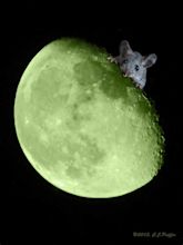 "Green Cheese Moon" | art created from my photos Having fun … | Flickr