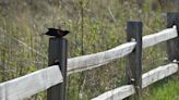 Homestead to host bird walks