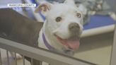 A look inside Maricopa County’s new animal shelter in Mesa