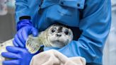 2 Southcentral Alaska seal pups admitted to Alaska SeaLife Center