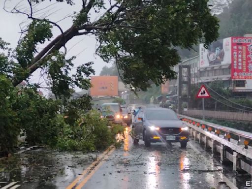 凱米襲台！阿里山公路觸口橋「大樹倒路中」 警民攜手排除搶通