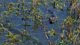 It’s little gator season in Tampa Bay. See them while it lasts!