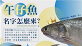 不只粽子！「午仔魚」也是端午應景美食 漁業署狂推：優良蛋白質