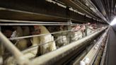 Iowa egg facility reports bird flu outbreak that will require killing 1.1 million hens