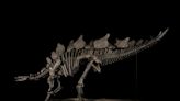 Billionaire hedge fund owner buys ‘Apex’ stegosaurus fossil for record $44m