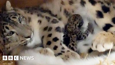 Welsh Mountain Zoo: Rare snow leopard born in conservation triumph