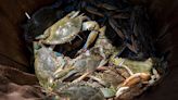 Discarded Crab and Lobster Shells Fuel a New Biodegradable Battery