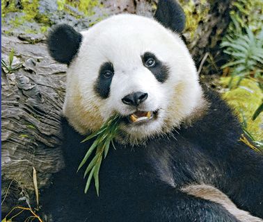 Lee flies to Sichuan for panda talks