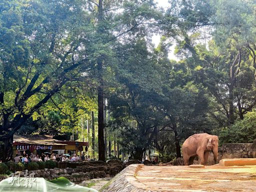 穗動物園大象寶龍去世 摔倒搶救無效終年48歲 父母亦死於園內意外 掀反圈養熱議