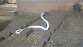 Rare and deadly albino cobra slithers into house during intense rainstorm