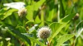 Cute as a buttonbush: Native wetlands shrub benefits wildlife in so many ways