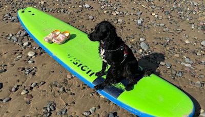 Six-legged dog abandoned outside B&M settles into new life in Pembrokeshire