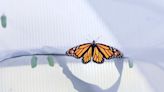 Sahli's pollinator program halts after someone frees monarch butterflies prematurely