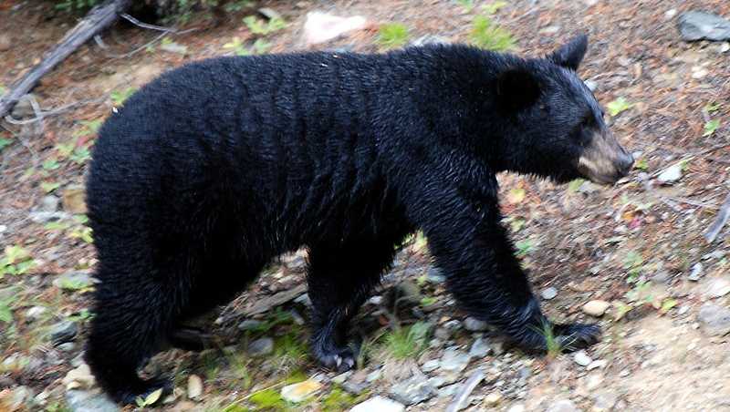 Scarborough police: Stay indoors while wardens track black bear
