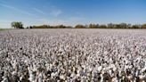 National Cotton Council welcomes US Farm Bill