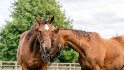 Farewell to a grande dame of the British broodmare ranks who transformed her home stud