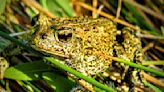 Rare toad fight similar to landmark endangered species case
