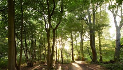 The enchanted outdoor dining spot in stunning Scottish estate that's 'like Alice in Wonderland' | Scotsman Food and Drink