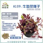 【綠藝家】A109.牛血菜種子5克(約250顆) 紅葉甜菜 寶貝菜 牛血菜 牛血菜種子 紅甜菜 種子