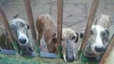 Stop Spain’s Yearly Greyhound Holocaust: You Can Help!