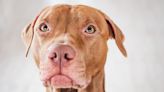 Dog Is Totally Vibing To His Dad's Reggae Music and Everyone Is Here for It